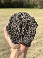 Extinct Baleen Whale Vertebrae