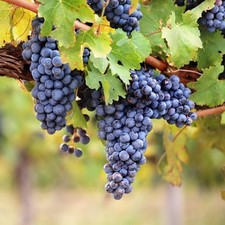 2x Grape Black Hamburg plant 9cm pot