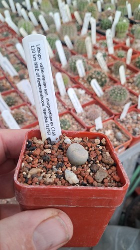 Lithops vallis mariae - lithops, vallis-mariae