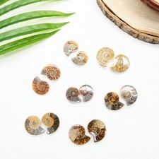 Various fossils genuine - various,