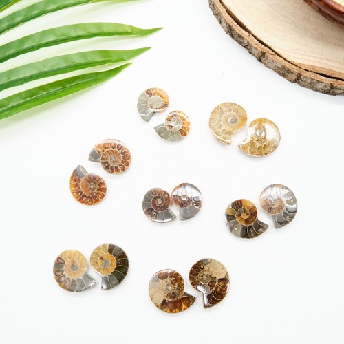 Various fossils genuine - various,