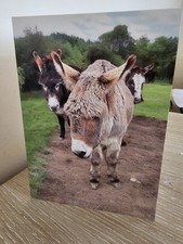 Three Donkey's  plain