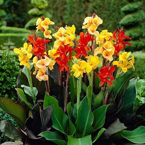Dwarf canna tropicana 1l - dwarf,
