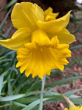 Daffodil carlton bulbs - 'carlton',