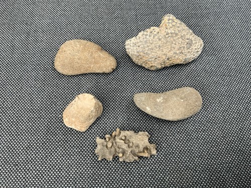 Fossil coral collection - coral,