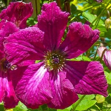 Clematis Rubra Plant Flower Garden Climber Border Patio Trellis Plants in Pot