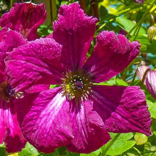 Clematis rubra plant - rubra, flower