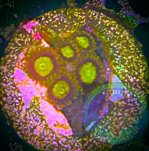 Saf king midas zoanthid coral - midas,