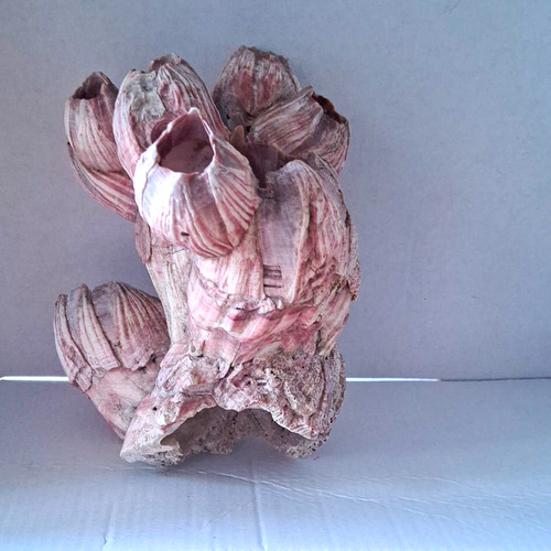 Natural barnacle shell cluster - natural,