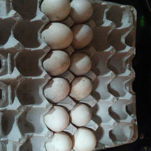 Duck eggs fertilized hatching - duck,