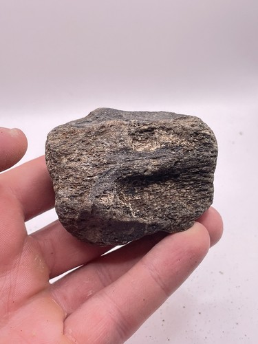 Carolina fossil whale - carolina,