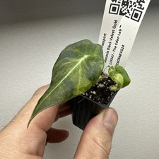 Alocasia black velvet Gold