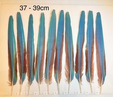 Parrot Macaw Feather Crafts