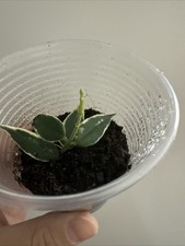 Hoya Bella Albomarginated Anneke Buis Rooted Cutting Plant Potted 