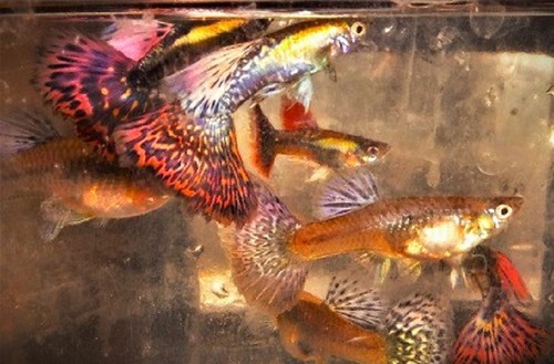 Pair red mosaic dragon - of,