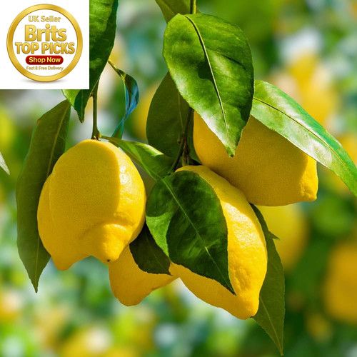Citrus lemon citron tree - citrus,