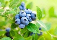 3x Bilberry European blueberry