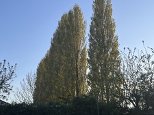 3 x Poplar Trees Pot Grown