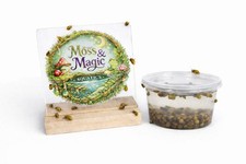 Bladder snails aquarium - 5, |