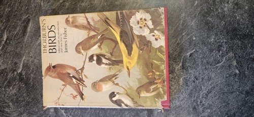 Thorburn birds - thorburn's,
