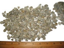 Eocene Green River fossil insects wholesale Beetles flies maggots more 20/bid