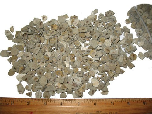 Eocene green river fossil - eocene,