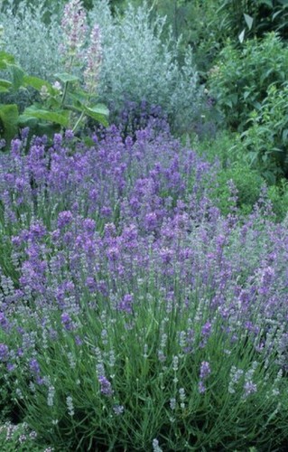 600 english lavender - 600+english, lavender-lavandula