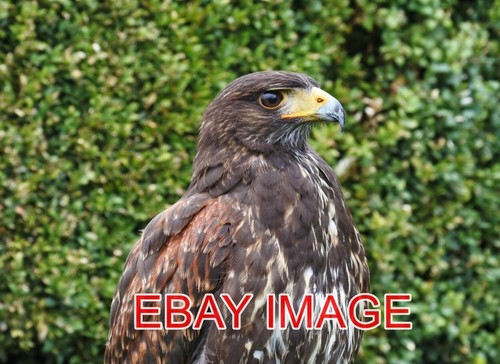 Photo harris hawk - photo, jasper