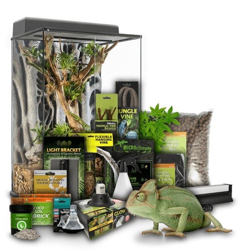 Swell reptiles chameleon adult - reptiles,