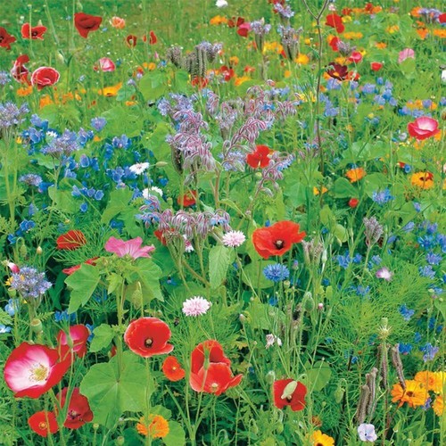 Wild flower wildflower seeds - wildflower,