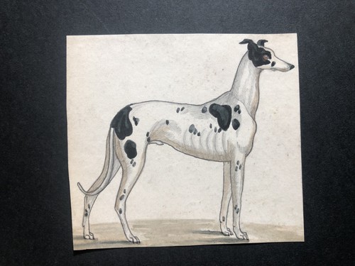 Small victorian greyhound - victorian,