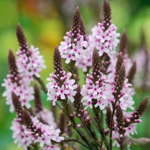 Verbena hastata pink spires - hastata-,