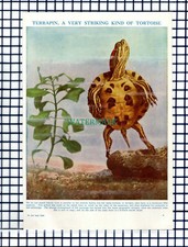 Terrapin - c.1950s Cutting / Print