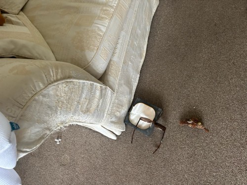 Free seater sofa cream - free,