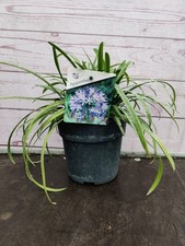 1.5L Agapanthus Blue Perennial Garden Plant Large Blue Flowers 1.5 Litre Pot