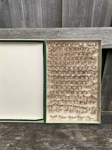 Box french moths - of, insects