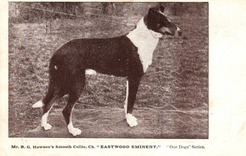 Beautiful smooth collie - smooth,