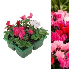 Cyclamen Plant Mix - UK Hardy