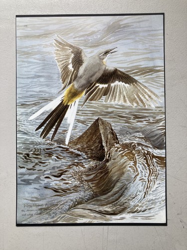 British bird print - british,