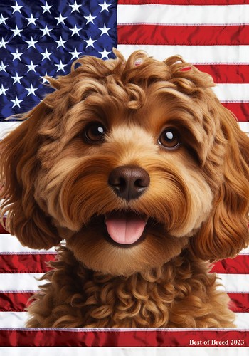 Cockapoo chocolate - cockapoo,