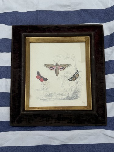 Gorgeous victorian watercolour - gorgeous,