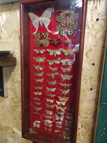 Taxidermy various moths - taxidermy,