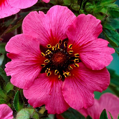 Potentilla miss willmott - potentilla,