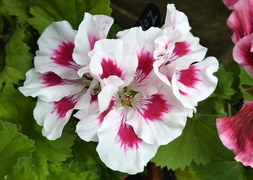 Pelargonium zophia - pelargonium, “zophia