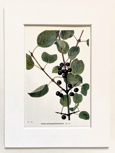 Purging buckthorn tree berries - purging,