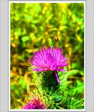 Down By The Riverbank A4 Print