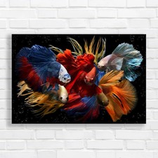 Vibrant siamese fighting fish - vibrant,