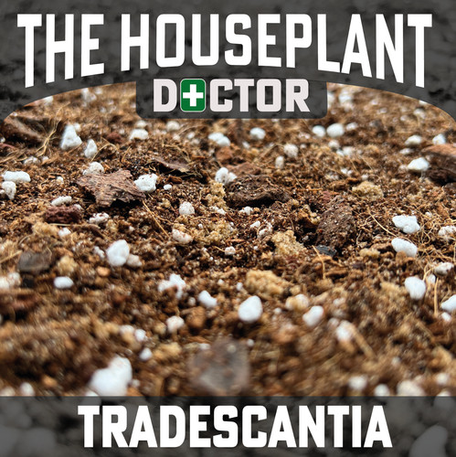 Tradescantia repotting mix - tradescantia,