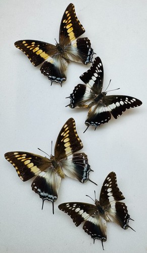 Real butterfly charaxes - real,