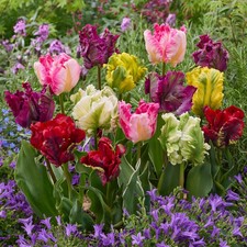 10x TULIP BULBS MIXED PARROT